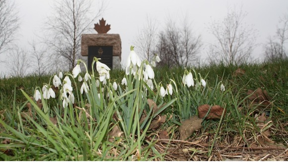 Staffordshire's signs of spring