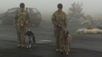 Two of the soldiers and their dogs preparing to deploy