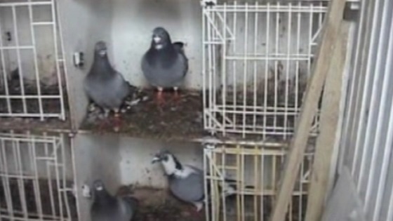 The captured birds were kept in cramped conditions 