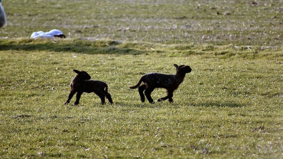 Newborn lambs