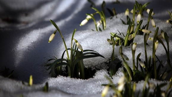 Snowfall on snowdrops