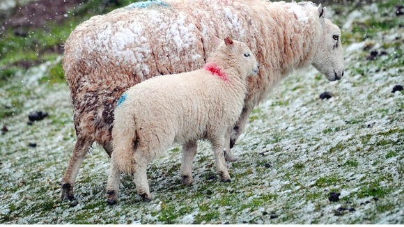 Spring snow in the Brecon Beacons in Wales last April