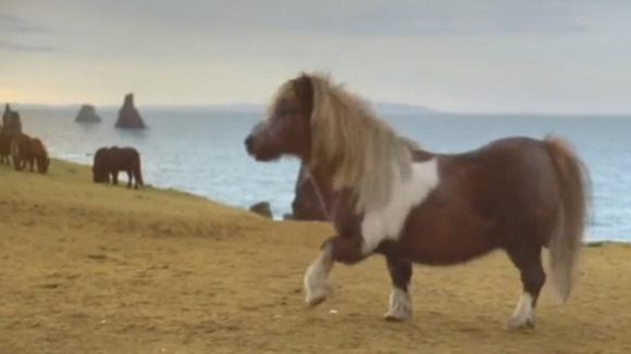 'Socks' the Shetland pony struts his stuff
