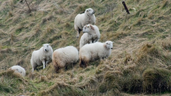 Sheep on grassy knoll