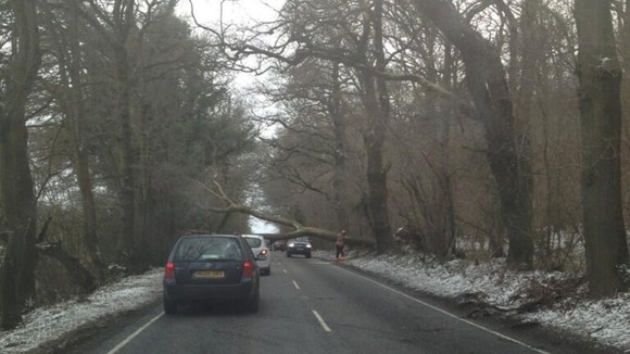 Tree fallen