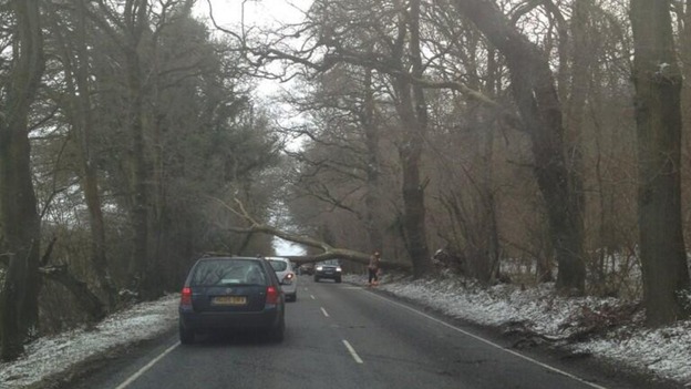 Tree fallen