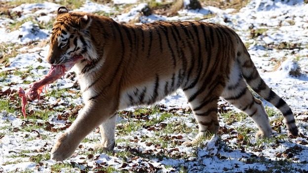 Bela the eleven year old Amur tiger eats her breakfast that was hanging from a chain.
