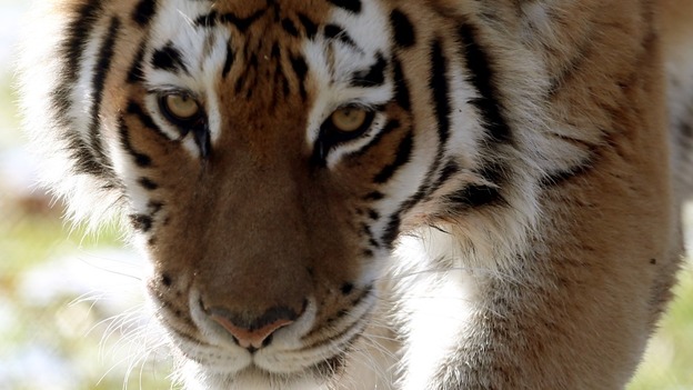 Visitors can see Bela when the Safari Park opens for the new season on Saturday.