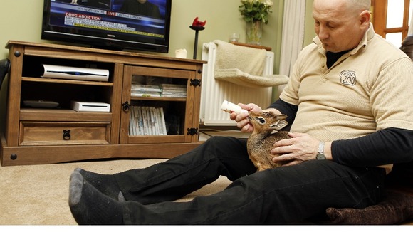 Curator of Mammals at Chester Zoo Tim Rowlands at home, hand-rearing a baby dik-dik which was abandoned by its mother.