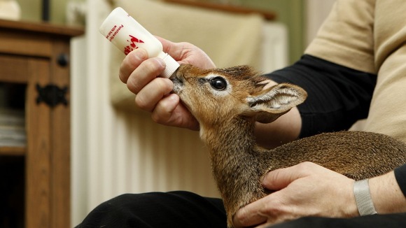 The youngster is bottle fed five times a day