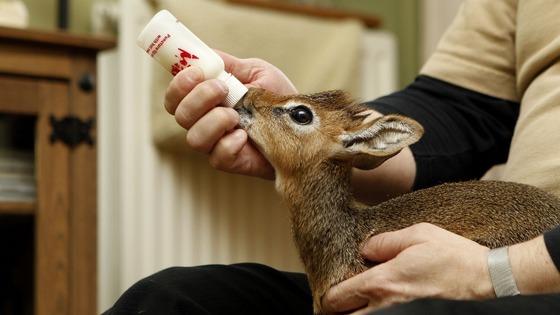 The youngster is bottle fed five times a day