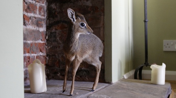 Fully grown dik-diks reach 30-40cm in height to the shoulder