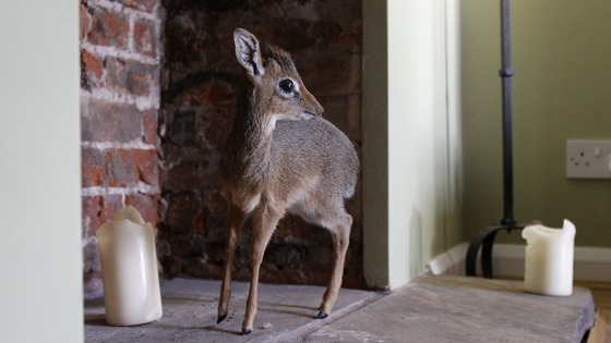 Fully grown dik-diks reach 30-40cm in height to the shoulder