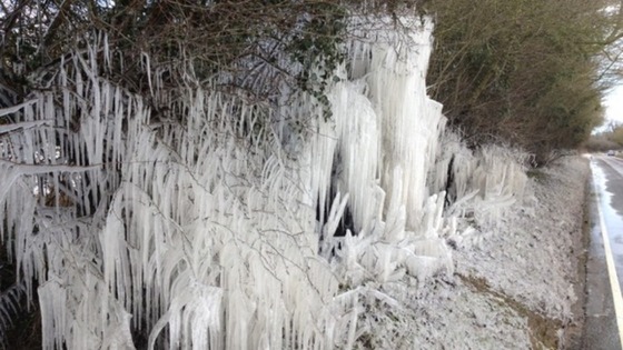 Icicles formed by puddle water splashing up from the road onto the hedge in Norfolk.