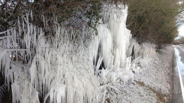 Icicles formed by puddle water splashing up from the road onto the hedge in Norfolk.
