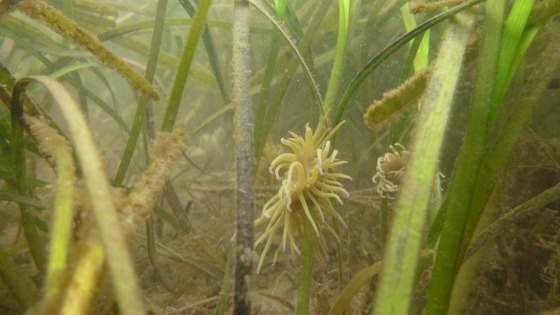 Seagrass