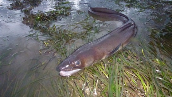 Conger Eel