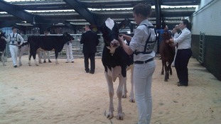 Dairy cattle on show