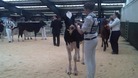 Dairy cattle on show