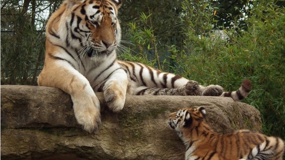 Adult tiger with tiger cub
