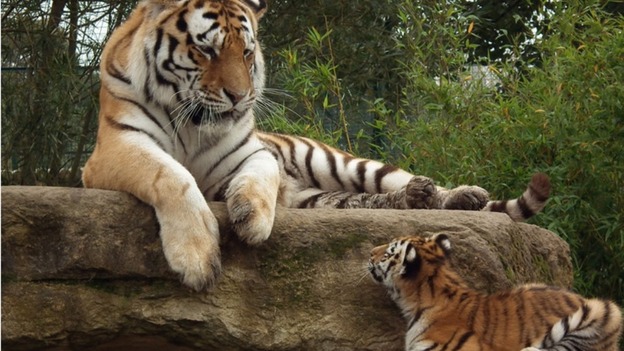 Adult tiger with tiger cub