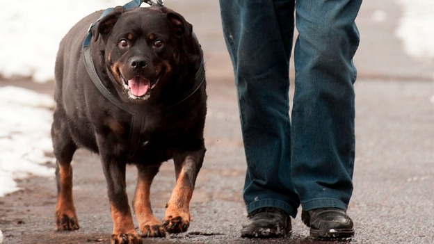 Rottweiler single master