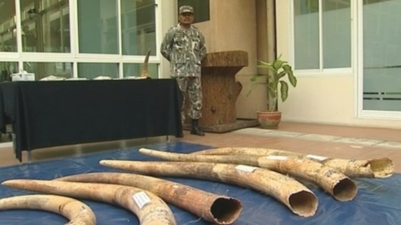 A seized haul of ivory under guard