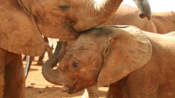 The WWF says 25,000 elephants were killed by poachers last year