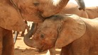 The WWF says 25,000 elephants were killed by poachers last year