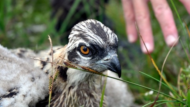 Osprey chick