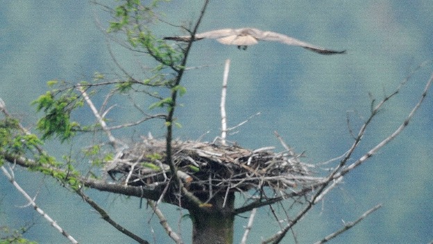 Osprey nest
