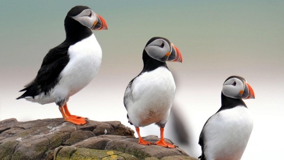 Puffins are among more than 20 bird species that breed on the Farne Islands