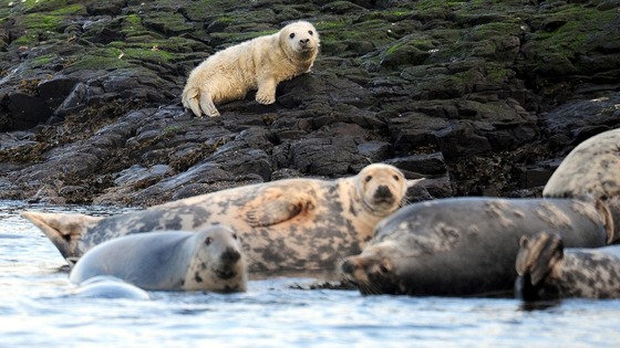 The Farne Islands are home to around 6,000 grey seals