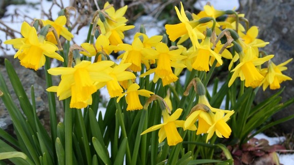 Daffodils showing signs Spring is almost here