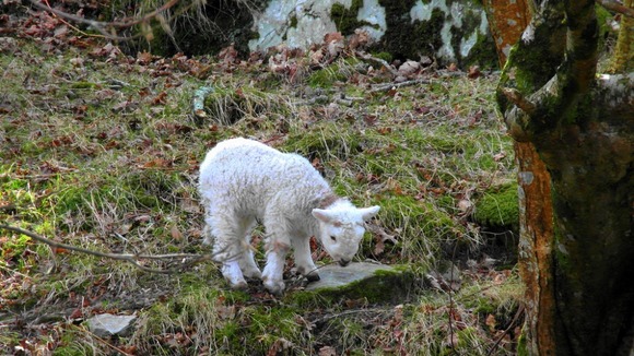 Lonely lamb grateful for his wooly coat