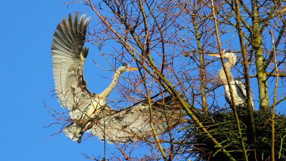Birds nest in Cilfrew Woods, Neath