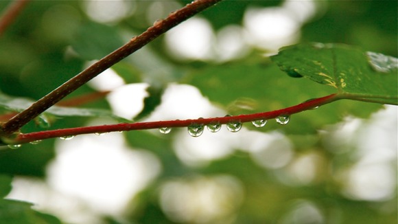 raindrops on tree branch