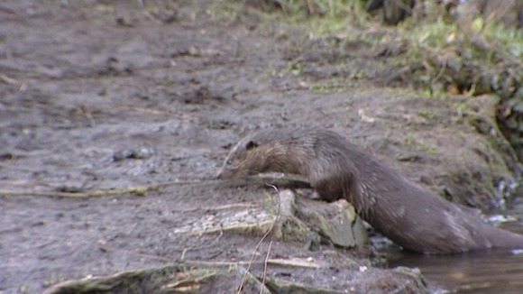 otter