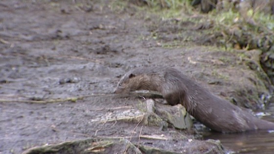 otter 