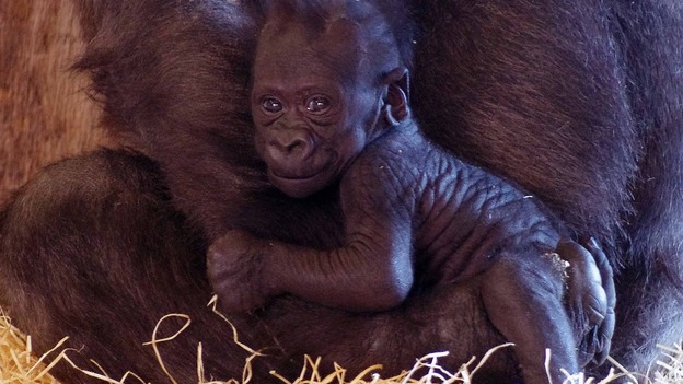 The three month old baby gorilla is an endangered species