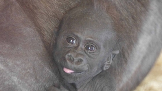 The new gorilla at Twycross 