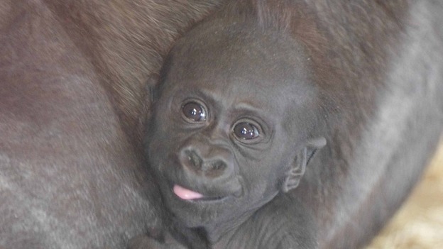 The new gorilla at Twycross