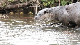 Otter