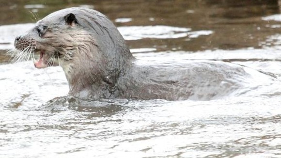 Otter