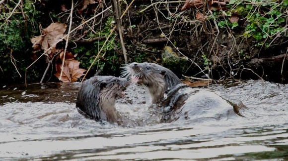 Otters