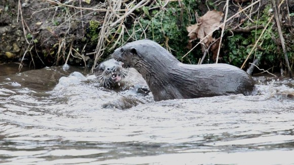 Otters