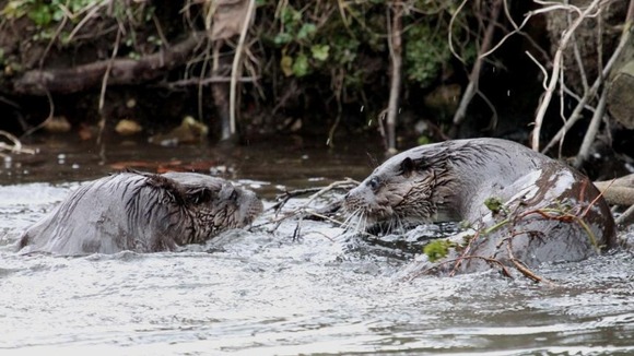 Otters