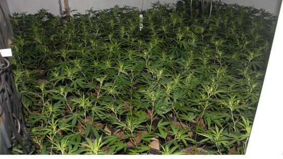 Police discovered the plants on Thursday