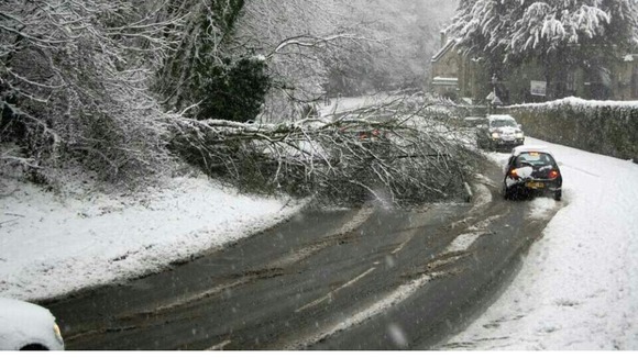 Tree on road in Holywell