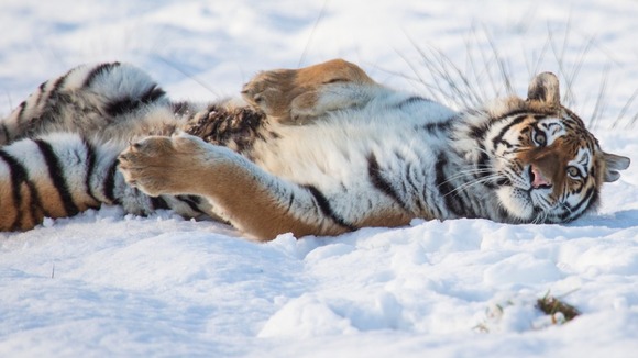 Tiger in snow